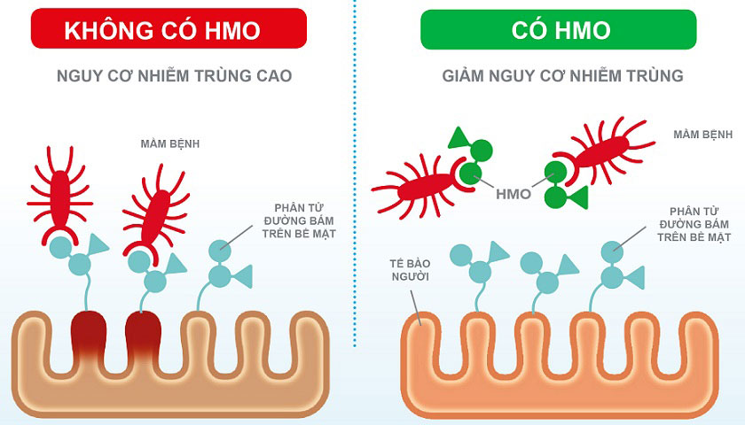 sữa optimum gold HMO 1, hộp 900g, trẻ 0-6 tháng tuổi